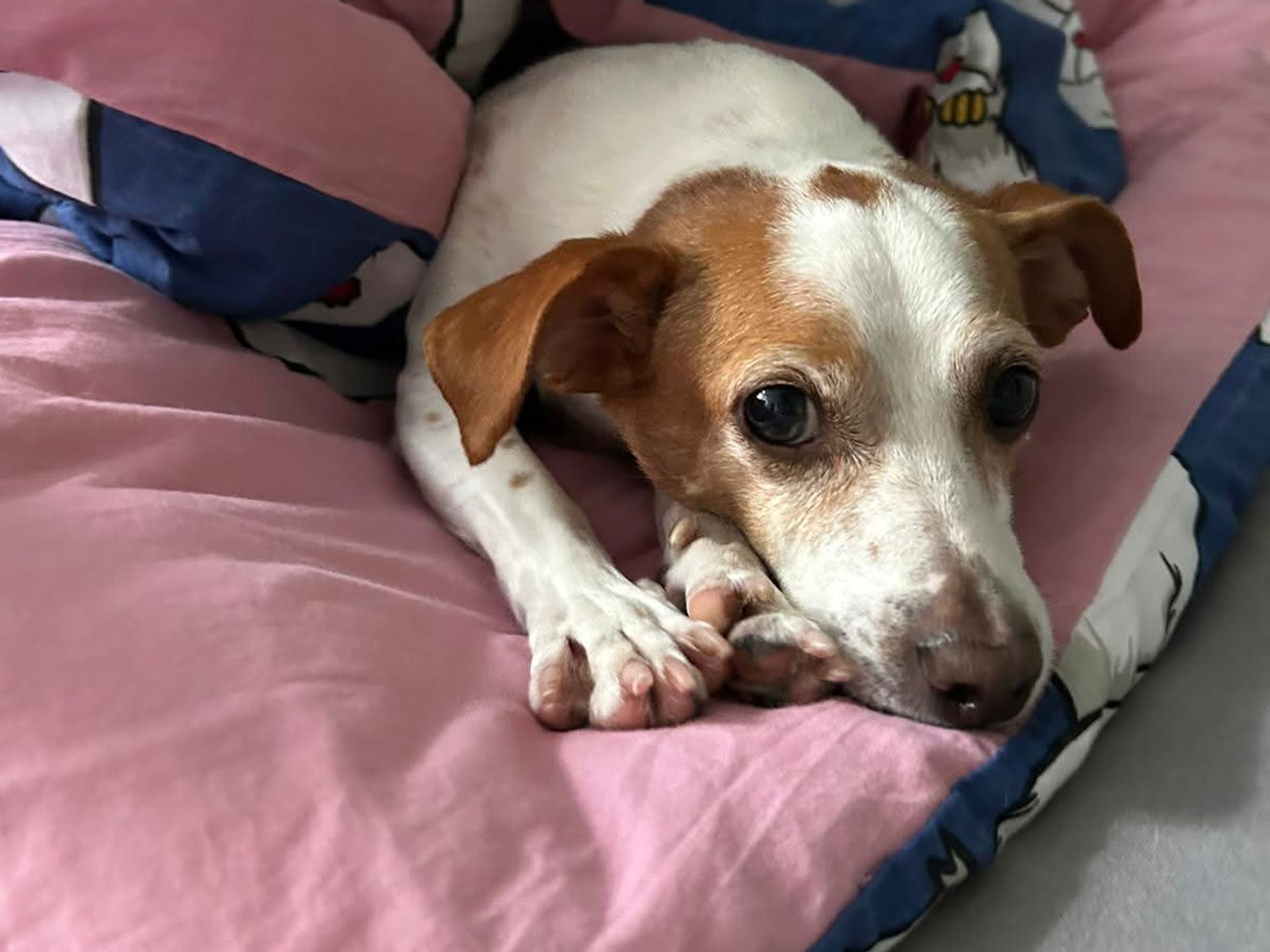 Jake der Hund liegt gemütlich in seinem Körbchen